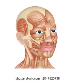 3D rendering of a human head and facial muscles. Antomy of facial expressions
