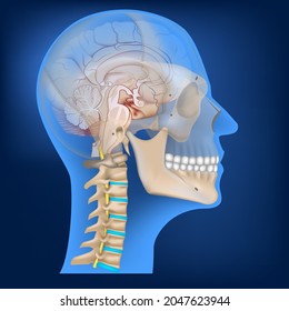 3D rendering of a human head with a spine and a brain. X-ray image in the light. Vector illustration