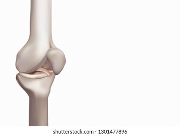 3D rendering, illustrations of human and medical knee science