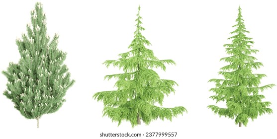 3d rendering of Juniper,Cedar trees on transparent background