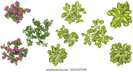 3d rendering of justine,tenera plants on transparent background from top view