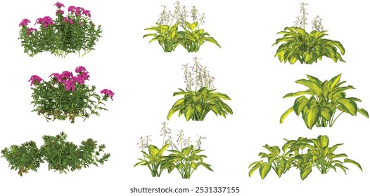 3d rendering of justine,tenera plants on transparent background