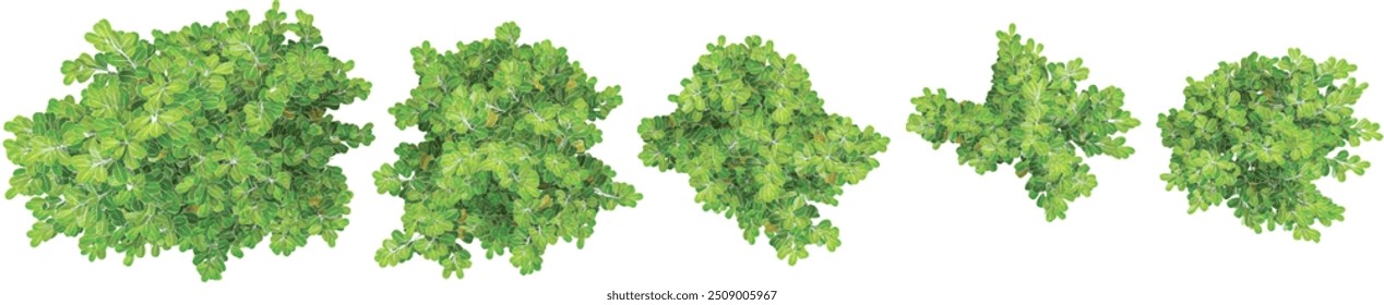 3d rendering of Kaikaro trees on transparent background 