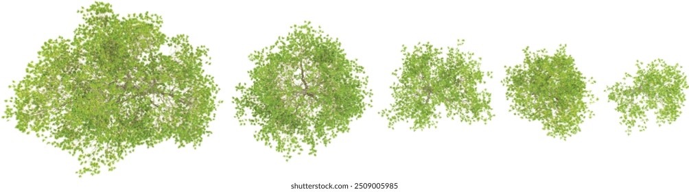 3d rendering of Kaikaro trees on transparent background from top view 