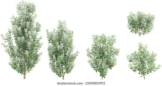 3d rendering of kaikaro trees on transparent background from top view