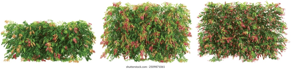 Renderização em 3d de plantas de pilly lilly em fundo transparente