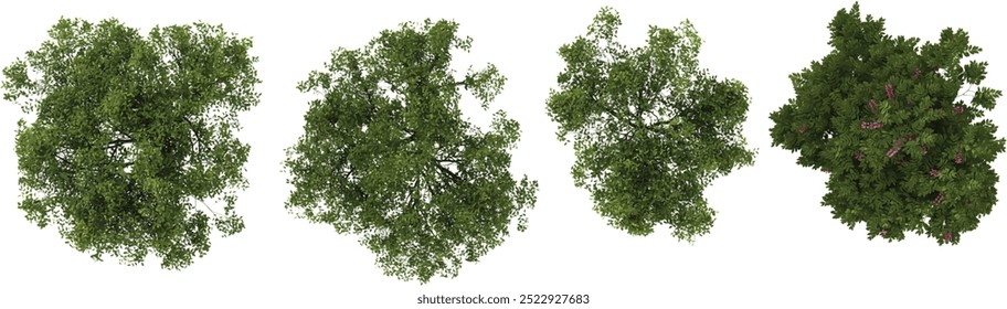 3d rendering of Locusts,Cassia javanica trees on transparent background from top view