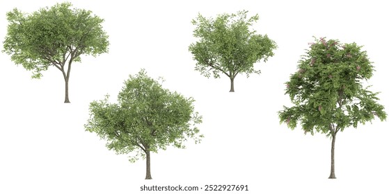 3d rendering of Locusts,Cassia javanica trees on transparent background