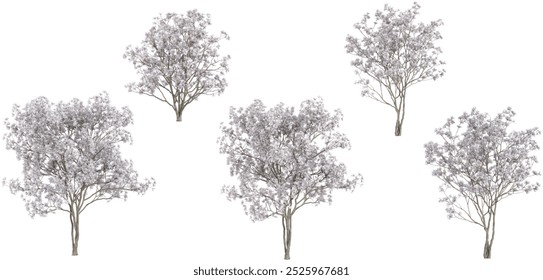 Renderização 3d de árvores Magnolia stellata sobre fundo transparente