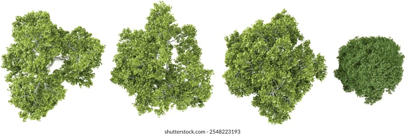 Representación 3D de Metasequoia, plantas de Platanus sobre fondo transparente desde la vista superior