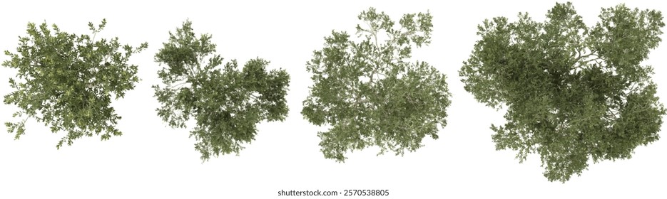 3d rendering of Olea Trees on transparent background from top view