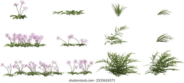 3d renderização de Paraboea, plantas de samambaias sobre fundo transparente