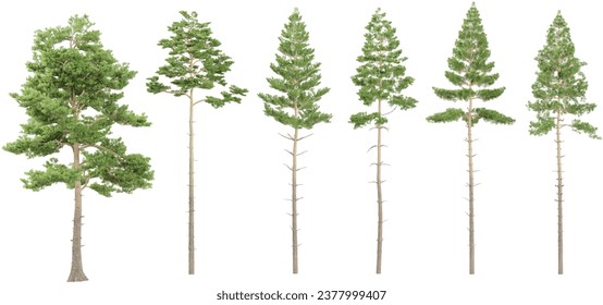 3.ª representación de Pinus sylvestris, creador de la escena de pinos