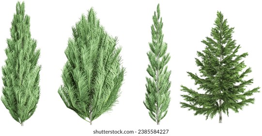 3d rendering of Pinus,Picea trees on transparent background