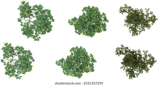 Renderização 3d de manzanita Pointleaf, plantas Cytisus nigricans sobre fundo transparente a partir da vista superior