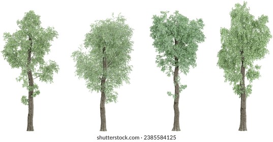 3d rendering of Populus sect. Aigeiros trees scene creator
