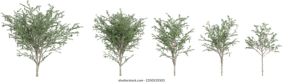 3D rendering of Prosopis chilensis trees on transparent background, for illustration, digital composition, and architecture visualization