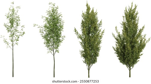 Renderização 3d de plantas de Quercus sobre fundo transparente