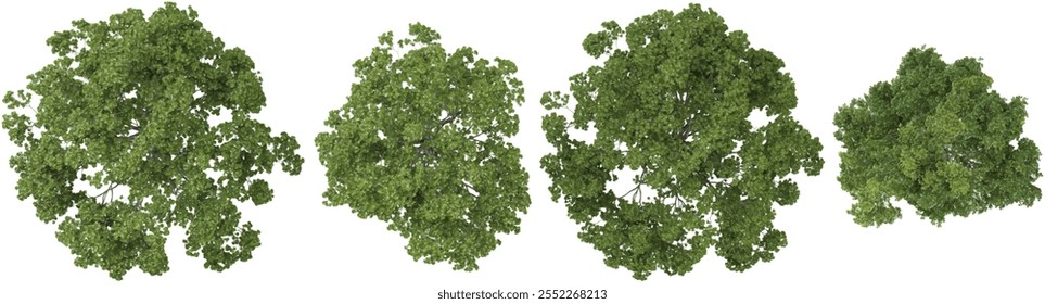 Renderização 3d de plantas Quercus em fundo transparente a partir da vista superior