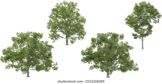Renderização 3d de plantas de Quercus sobre fundo transparente