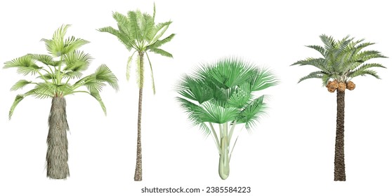 3D rendering of Rachycaprus,Lodoicea maldivica,Phoenix dactylifera,Elaeis guineensis trees on transparent background, for illustration, digital composition, and architecture visualization