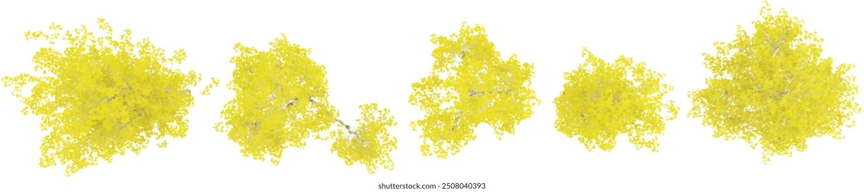 3d rendering of silver poplar trees on transparent background from top view