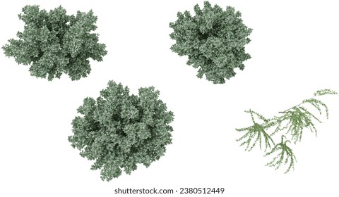3d rendering of Silverberry,Eucalyptus trees from the top view on transparent background