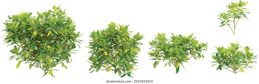 3d rendering of Spotted laurel trees on transparent background