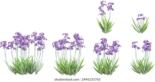 3d rendering of Sweet iris plant on transparent background