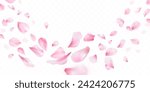 3d sakura falling petals. Realistic flying petal of blossom japanese cherry or rose flowers, panoramic wedding wallpaper or cosmetic ad spring background vector illustration of blossom flower sakura