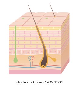 3D skin cross section. Pores and sweat glands.  Pale colored illustration.