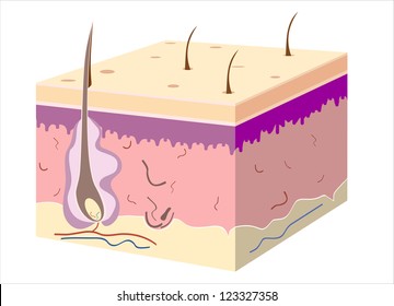 3D Skin Oblique With Cut Away Epidermis