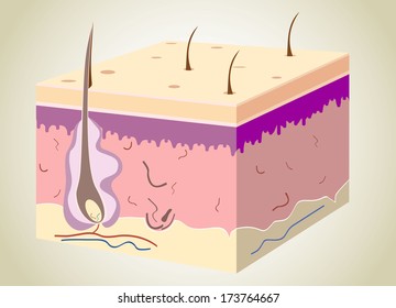 3D Skin Oblique With Cut Away Epidermis