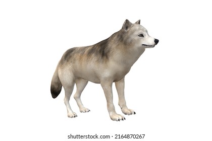 snow gradient wolf white