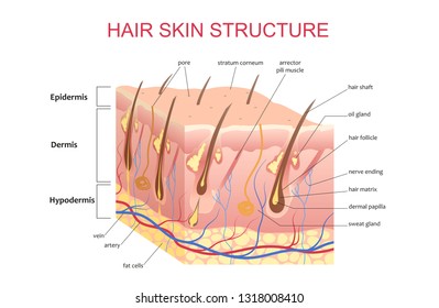 3D structure of the hair skin scalp, anatomical education infographic information poster vector illustration.