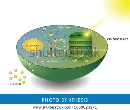 3d structure of plant chloroplast with photosynthesis Chemical Reaction of synthesis of glucose sugar from carbon dioxide, mechanism, Calvin Cycle mechanism. vector illustration poster infographic Stock photo © 