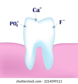 3D Tooth With Calcium, Phosphorus And Phosphate Ions. The Scheme Of Remineralization Of Tooth Enamel