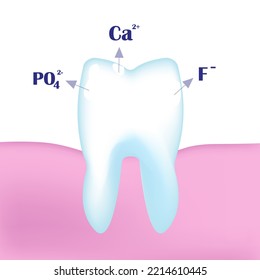 3D Tooth With Calcium, Phosphorus And Phosphate Ions. The Scheme Of Demineralization Of Tooth Enamel