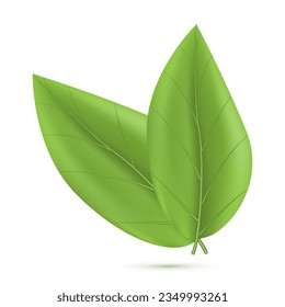 3D two pairs of green leaves floating isolated on white growth vector illustration EPS10