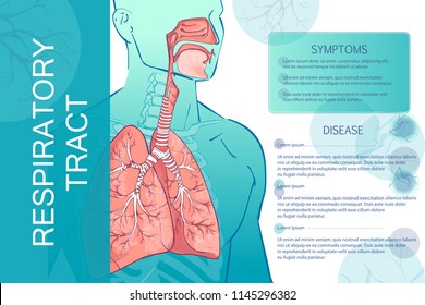 3d vector of the human Respiratory System (Lungs Inside) larynx nasal throttle anatomy. Man body parts. Hand drown sketch illustration