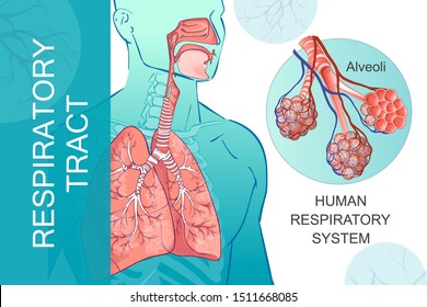 662 Alveoli structure Images, Stock Photos & Vectors | Shutterstock