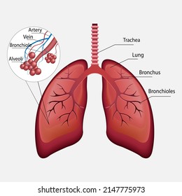 978 Human Body Blood Process Images, Stock Photos & Vectors | Shutterstock