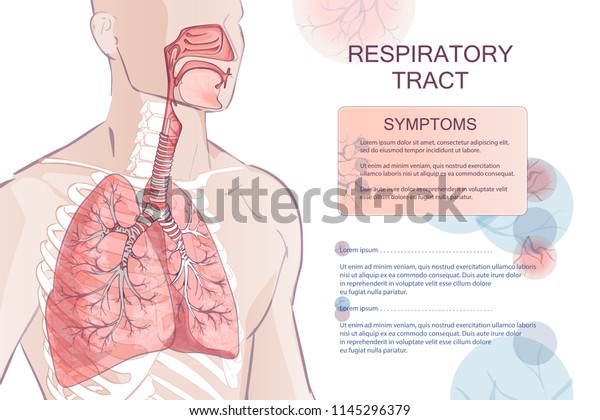3d vector of the human Respiratory System\
(Lungs Inside) larynx nasal throttle anatomy. Man body parts. Hand\
drown sketch illustration
