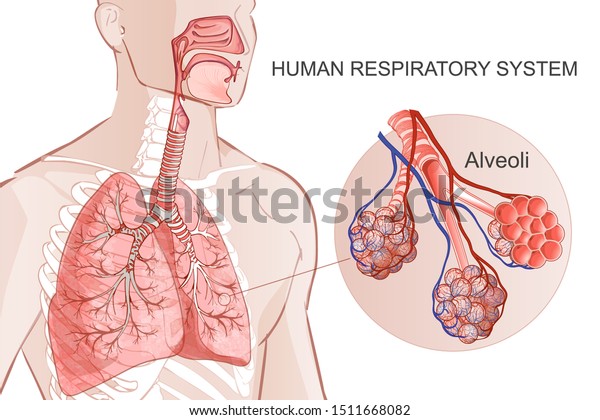 3d vector of the human Respiratory System,\
lungs, alveoli. Inside larynx nasal throttle anatomy. Man body\
parts. Hand drown anatomy\
illustration