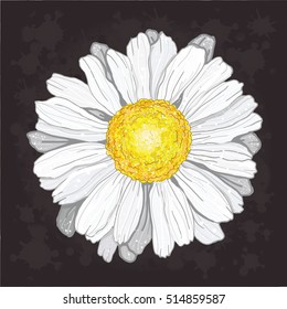 3D vector Illustration chamomile.Beautiful white flower isolated.For greeting cards and invitations of wedding,birthday,mother's day,holiday.Vector plant on background.Cloth design,wallpaper,wrapping.