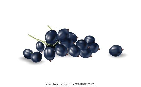 Ilustración vectorial 3D de grosellas negras frescas y maduras. Aislada en un fondo blanco, esta imagen realista es perfecta para diseños relacionados con la agricultura, la naturaleza y la alimentación sana.