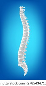 3D vector illustration of a human spine shown side profile Detailed white vertebrae Ideal for medical education, chiropractic clinic branding, and orthopedic healthcare