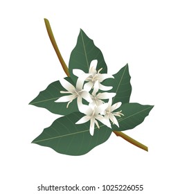 3d vector illustration on a white background of a branch of coffee tree in bloom with its white leaves.