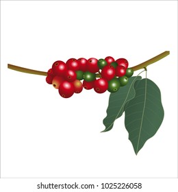 3d vector illustration on a white background of a branch of coffee tree with its leaves and red and green coffee seeds.
