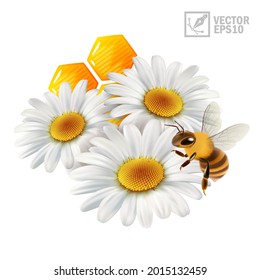 3d vector realistic flowers chamomile with honeycomb and a bee extracting honey and propolis
